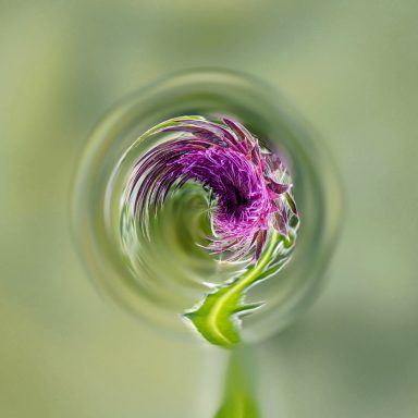 Thistle