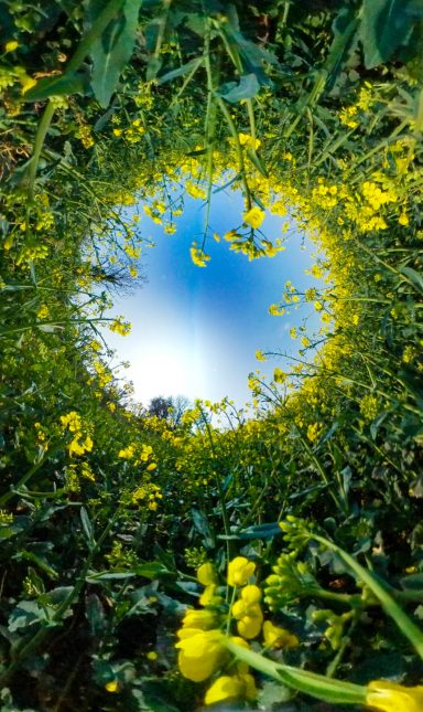 A circular view through yellow rape seed flowers framing a clear blue sky.