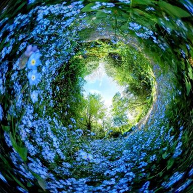 A circular view of vibrant Forget-me-knot flowers framing a bright sky and green foliage.