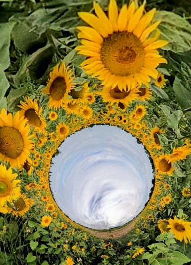 A swirling view of sunflowers surrounding a circular sky.
