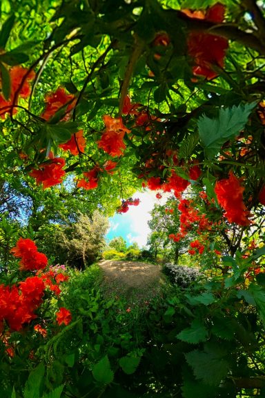 Vibrant rhododendron flowers frame a view of a sunny garden landscape.