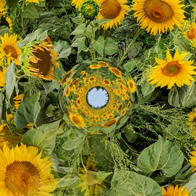 Vibrant sunflowers with a circular centre, a dream of summer days.