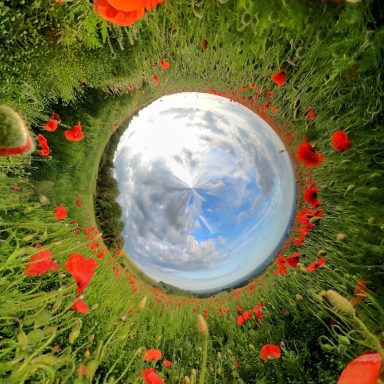 The magic of poppies on the South Downs.