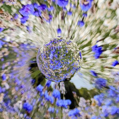 Abstract swirl of colourful flowers with blue and white hues. The cornflower droplet.