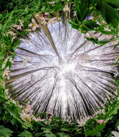 Wood Anemone portal