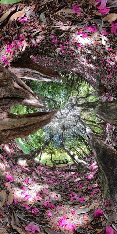Twisting view of tall trees surrounded by pink flower petals on the ground.